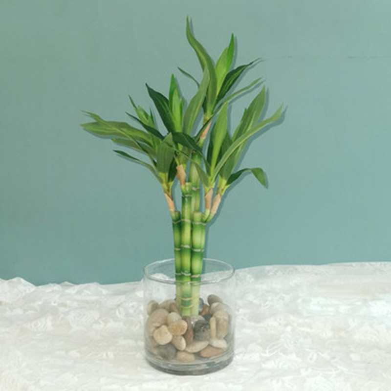 Aquarium Fish Gallery - Neue 40 cm rFtificial Lucky Bamboo