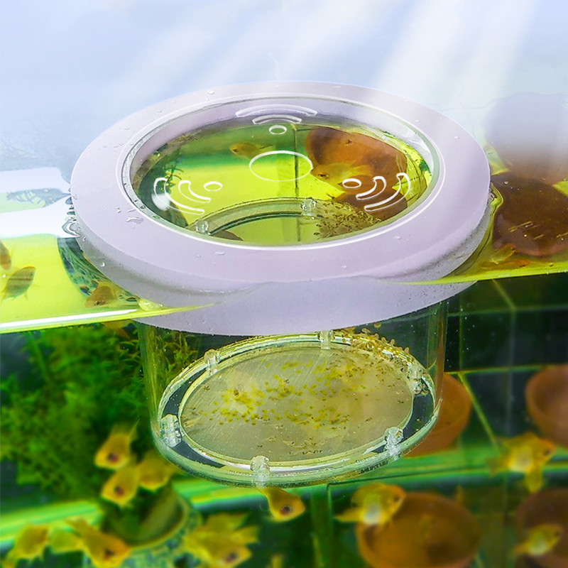 Ausgesetzt Aquarium Zucht Isol – Box Fish In Aquarium Bewertung und Preis