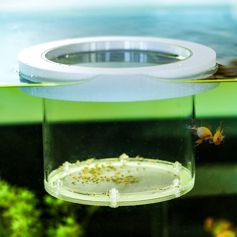 Ausgesetzt Aquarium Zucht Isol – Box Fish In Aquarium Bewertung und Preis