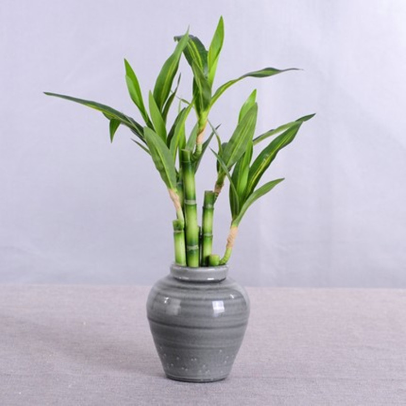 Neue 40 cm rFtificial Lucky Ba – Aquarium Fish Gallery Bewertung und Preis