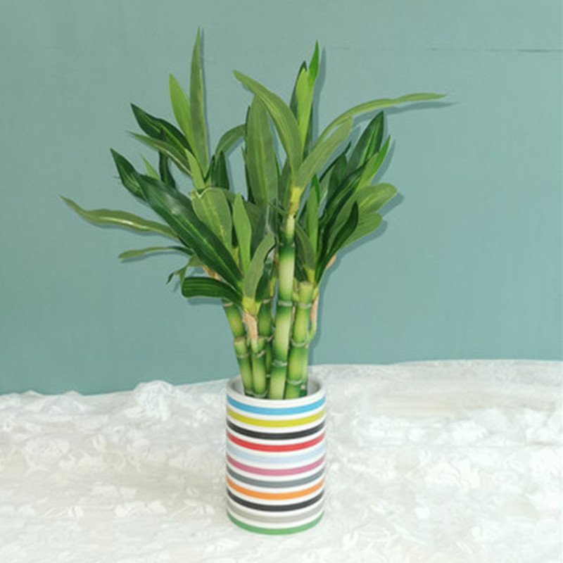 Neue 40 cm rFtificial Lucky Ba – Aquarium Fish Gallery Bewertung und Preis