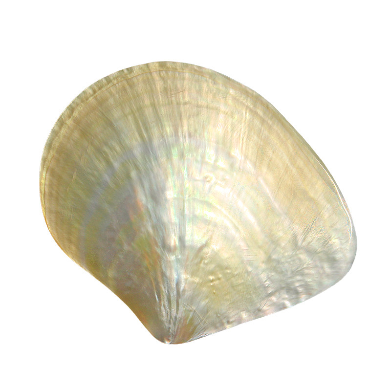 Natürliche Gelbe Schmetterling – Aquarium Fish Yellow Bewertung und Preis
