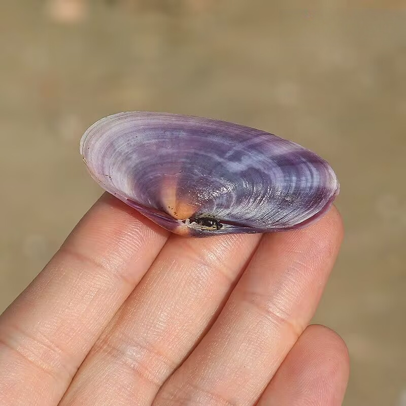 Lange lila Muschel natürliche  – Aquarium Fish Gallery Bewertung und Preis