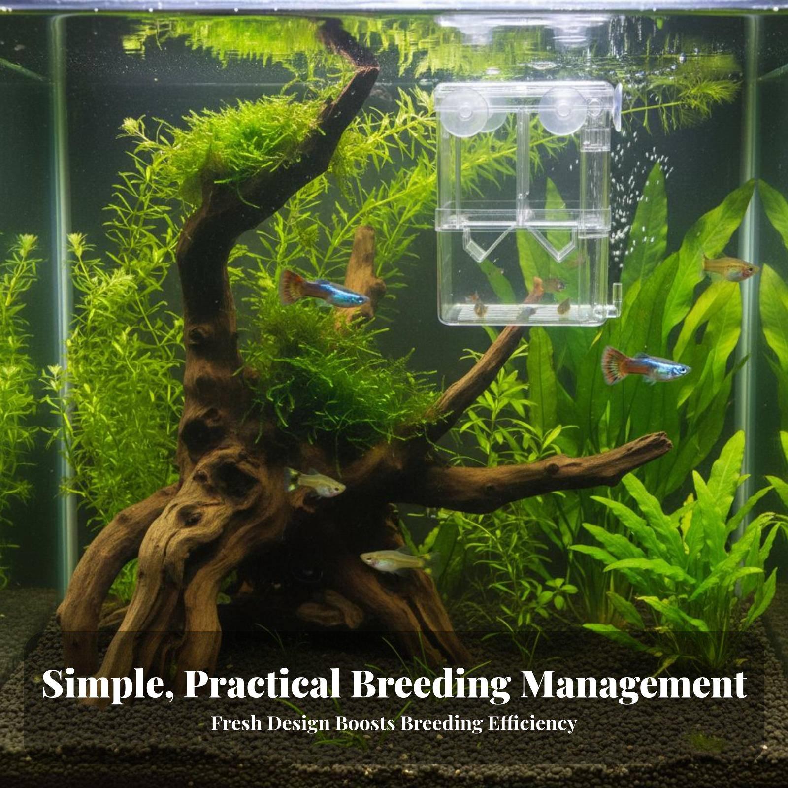 Doppelschichtiger Aquarium-Zuc – Box Fish In Aquarium Bewertung und Preis