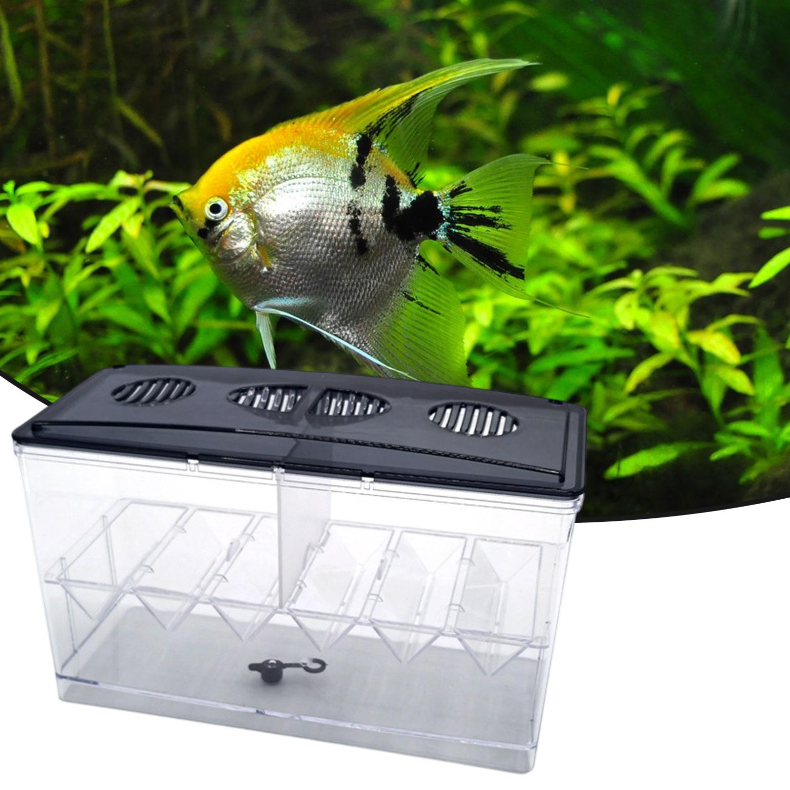 Schwimmende Fischzucht-Isolati – Box Fish In Aquarium Bewertung und Preis