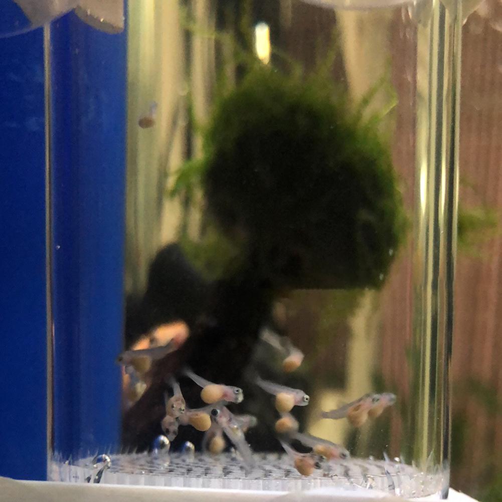 40mm Aquarium Ziklidenaufzucht – Aquarium Fish Eggs Bewertung und Preis