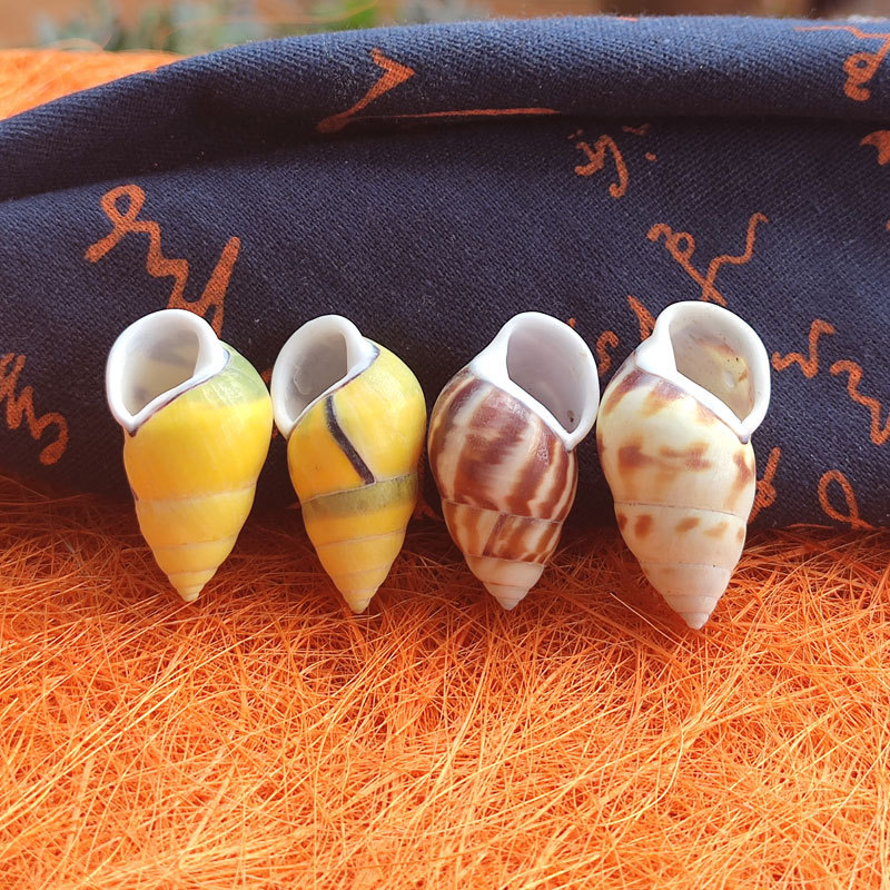 Seltene Trochus Shell Aquarium – Aquarium Fish Yellow Bewertung und Preis