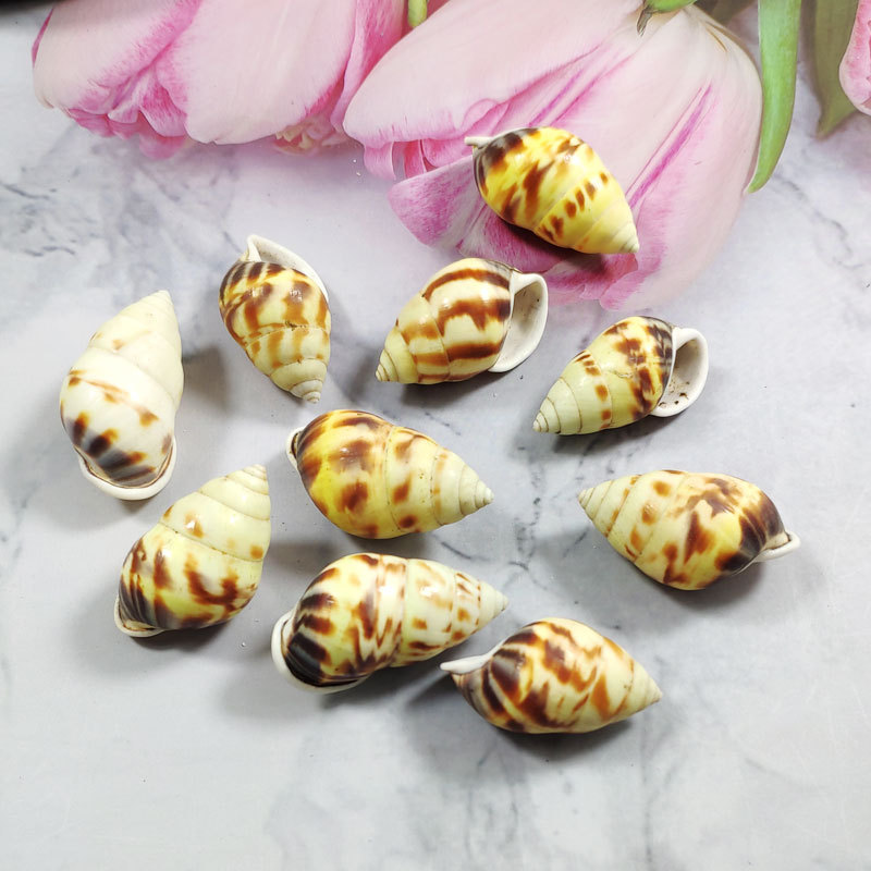 Seltene Trochus Shell Aquarium – Aquarium Fish Yellow Bewertung und Preis