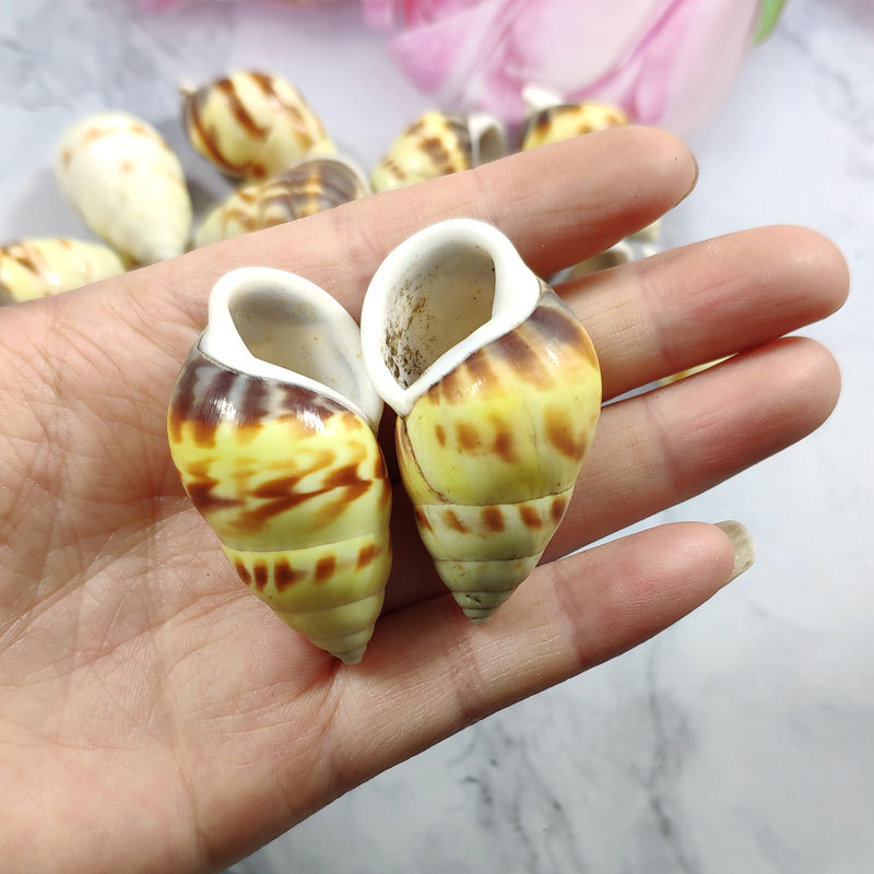 Seltene Trochus Shell Aquarium – Aquarium Fish Yellow Bewertung und Preis