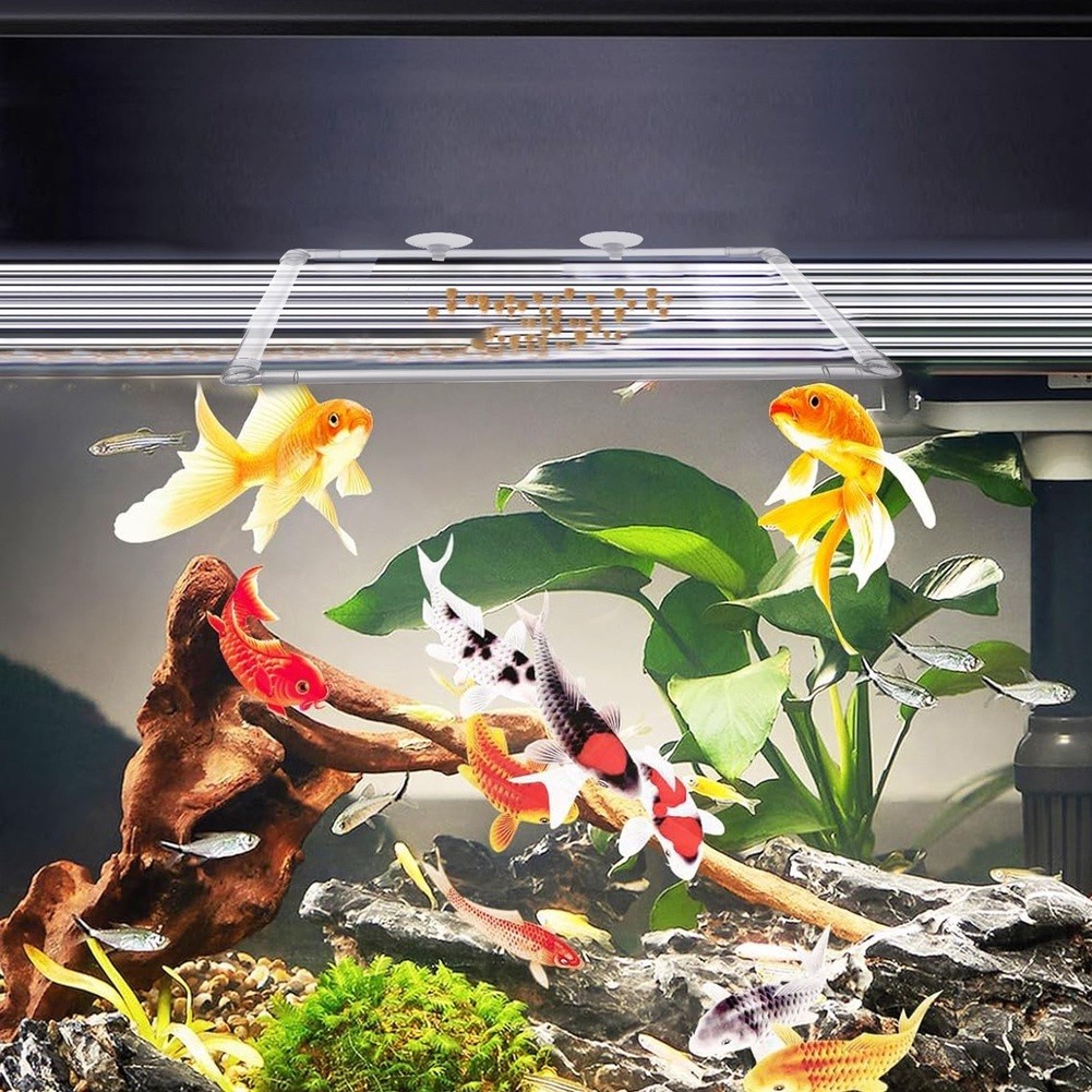 Aquarium-Schwimmpflanzen-Korra – Aquarium Fish Zone Bewertung und Preis