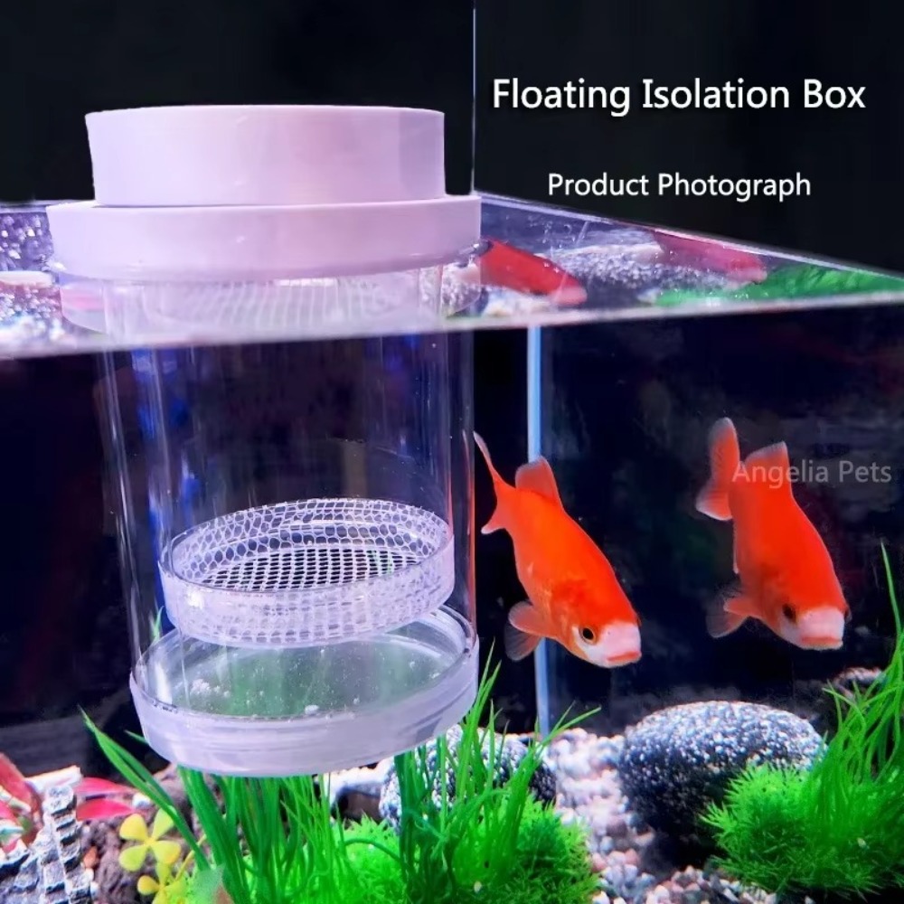 Kunststoff Schwimmende Fische  – Box Fish In Aquarium Bewertung und Preis