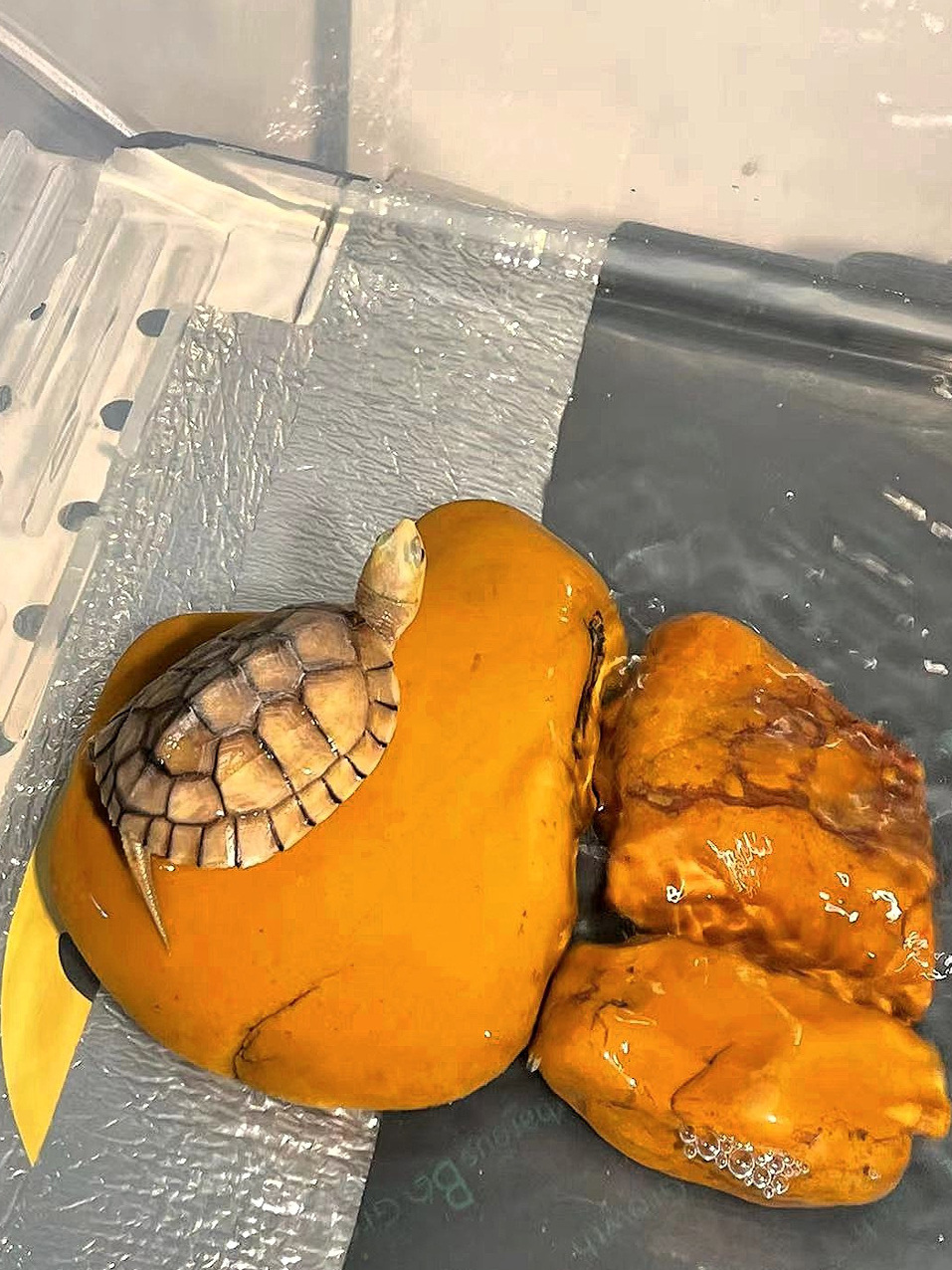 Natürlicher gelber Wachsstein, – Aquarium Fish Yellow Bewertung und Preis