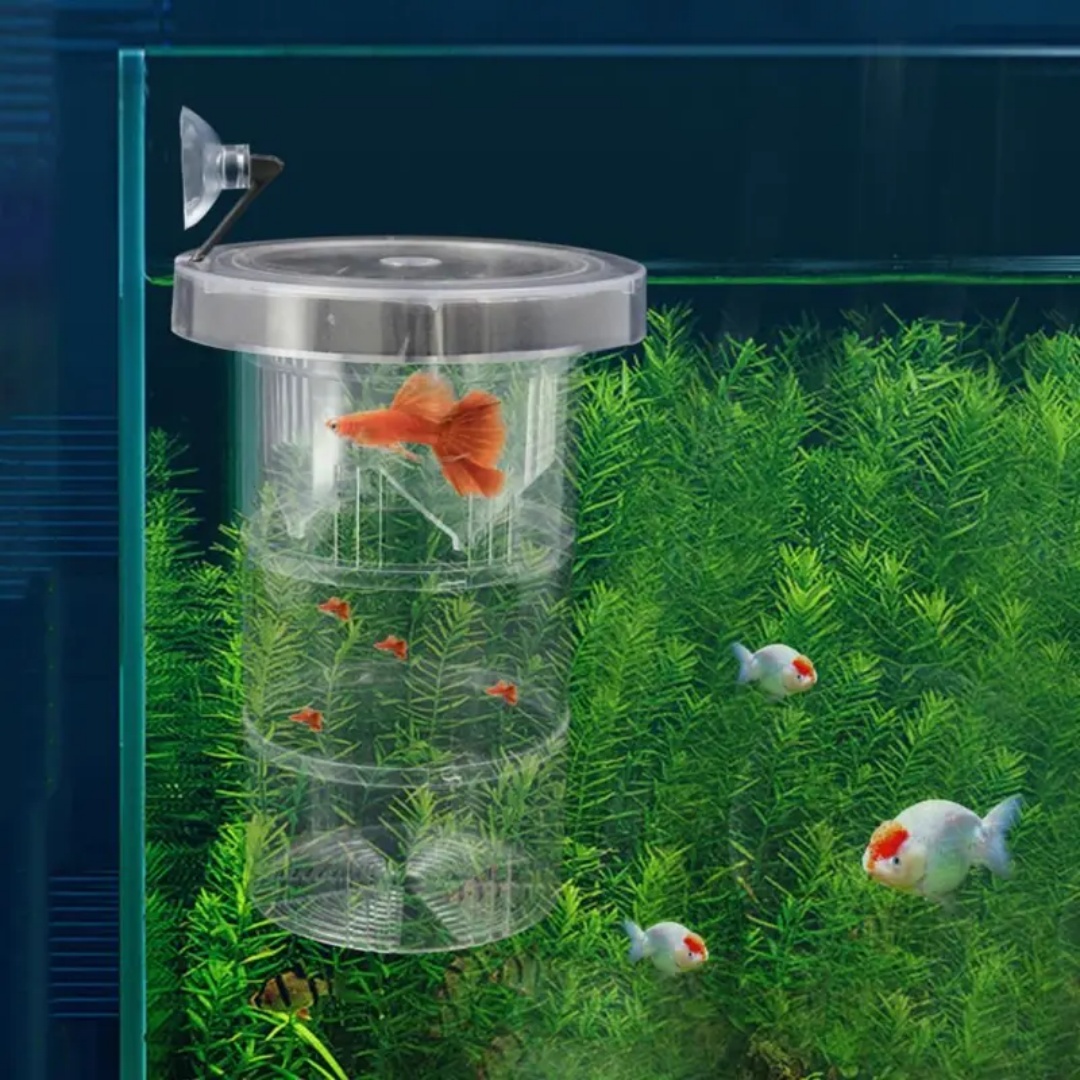 Acryl Schwimmende Fische Zucht – Box Fish In Aquarium Bewertung und Preis