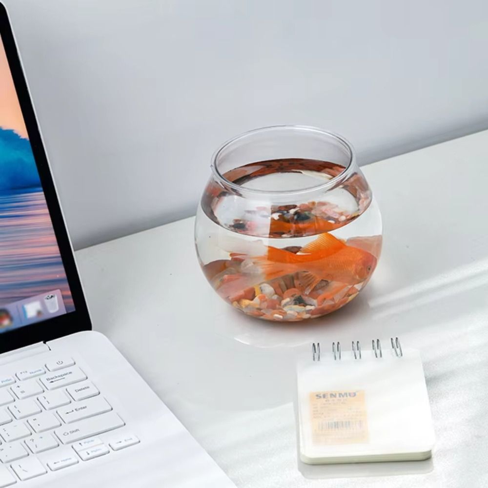 Neues transparentes Aquarium,  – Aquarium Fish For Beginners Bewertung und Preis