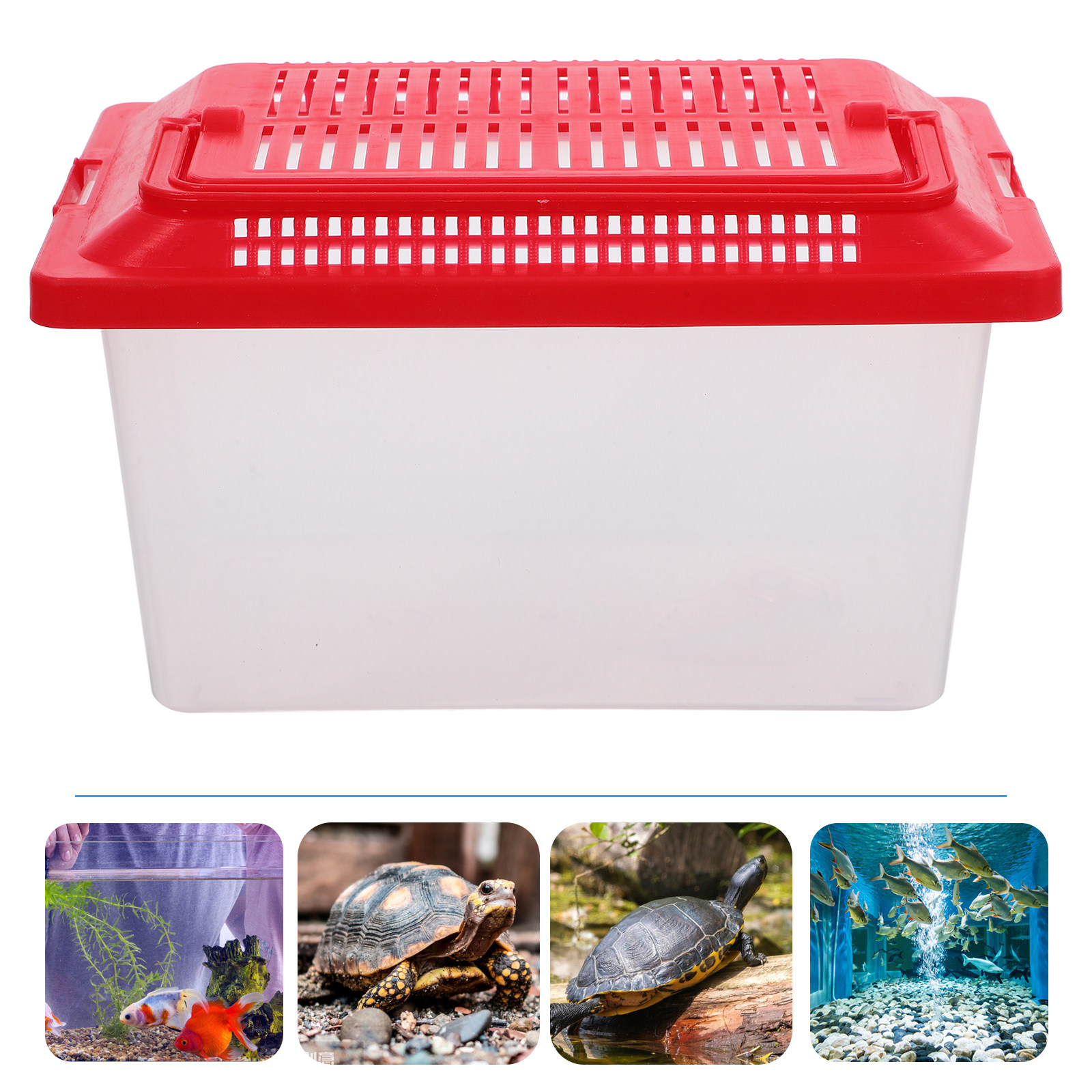 Glattflächiger Schildkrötenhal – Box Fish In Aquarium Bewertung und Preis