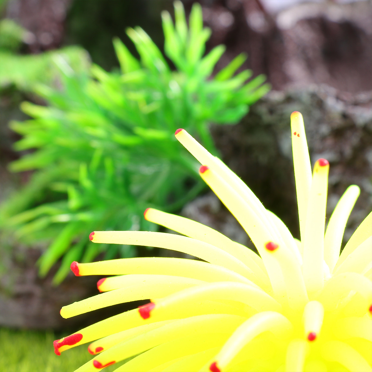 Simulierte Gelbe Seeigel, Lebe – Aquarium Fish Yellow Bewertung und Preis